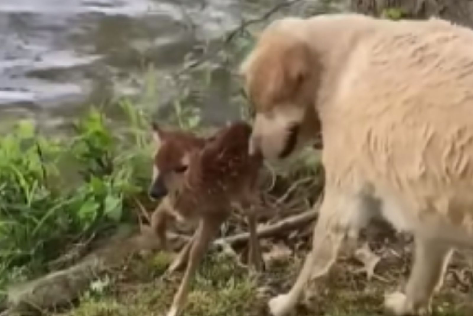 baby deer and dog