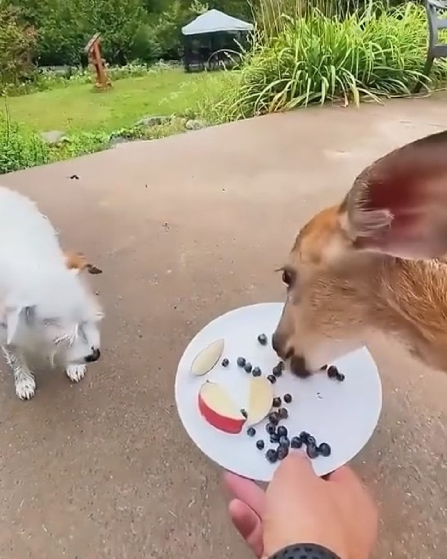 baby deer eating