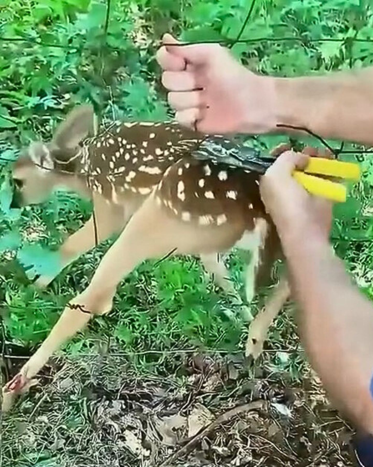 baby deer stuck