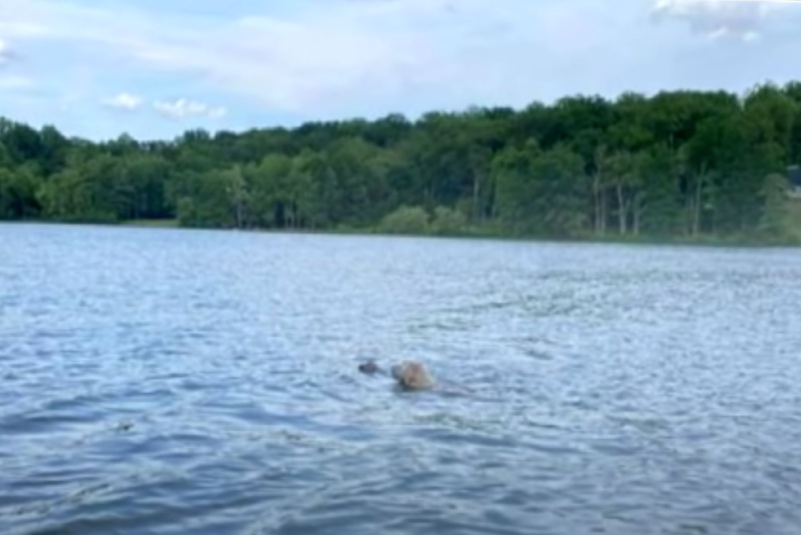 baby deer swimming