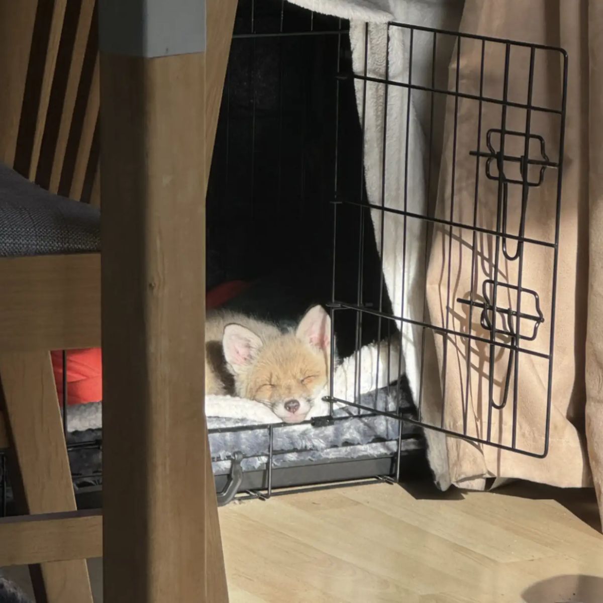 baby fox sleeping in a kennel