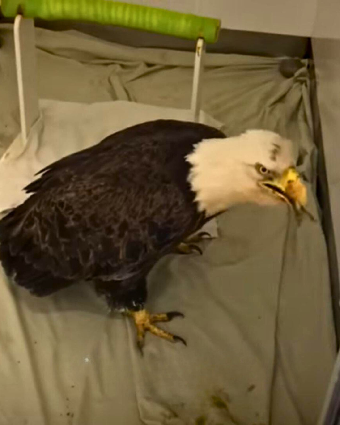 bald eagle at vets