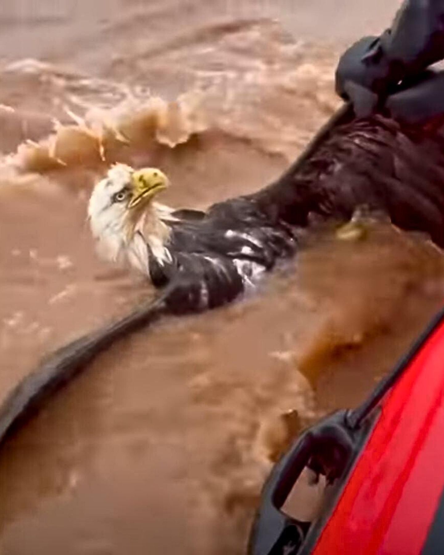 bald eagle in water