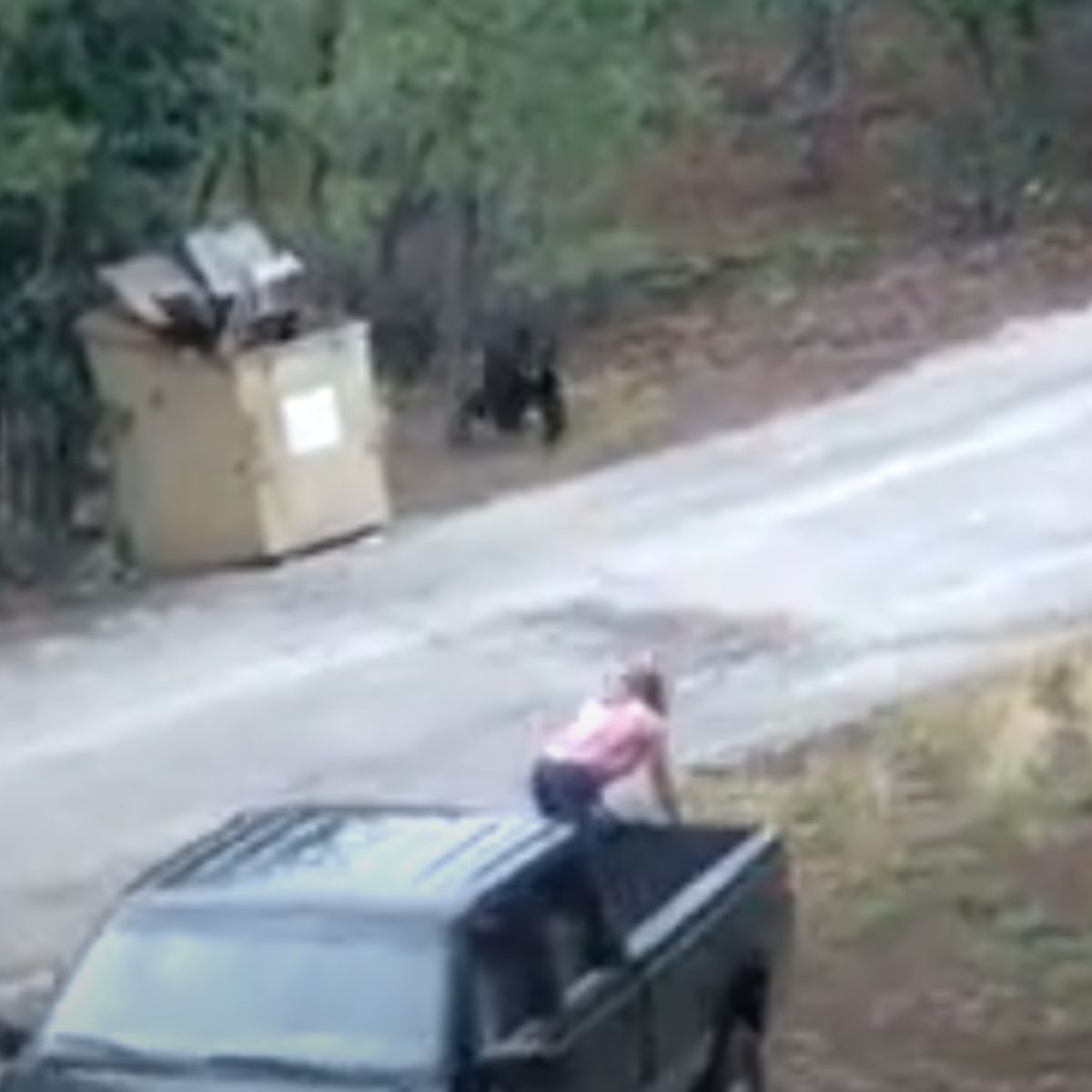 bears in dumpster