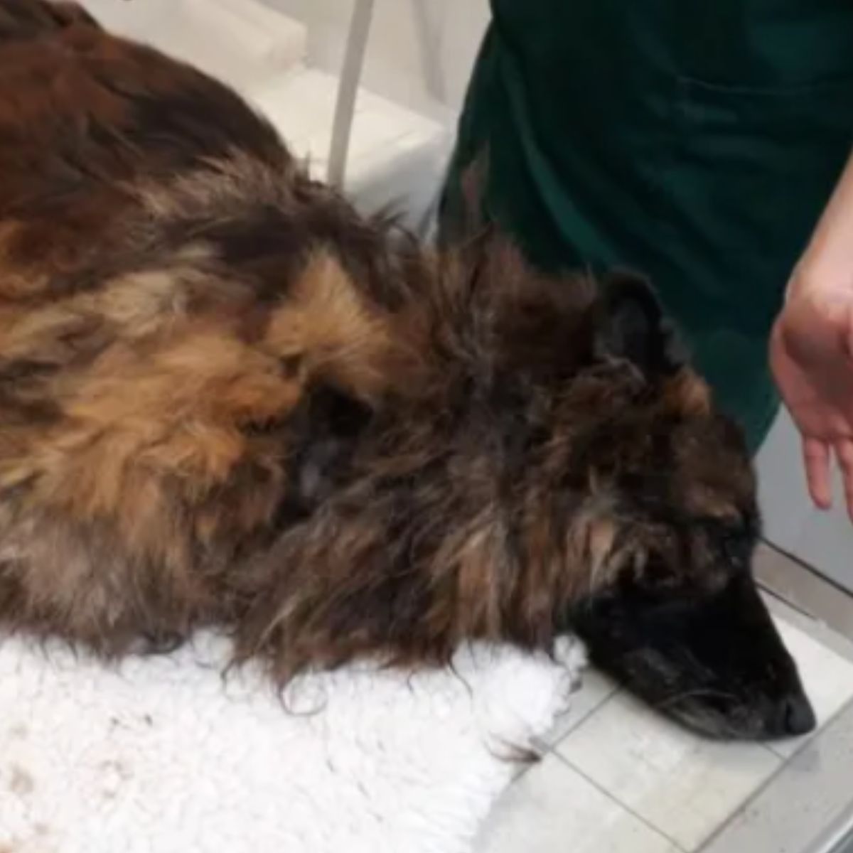 belgian shepherd lying