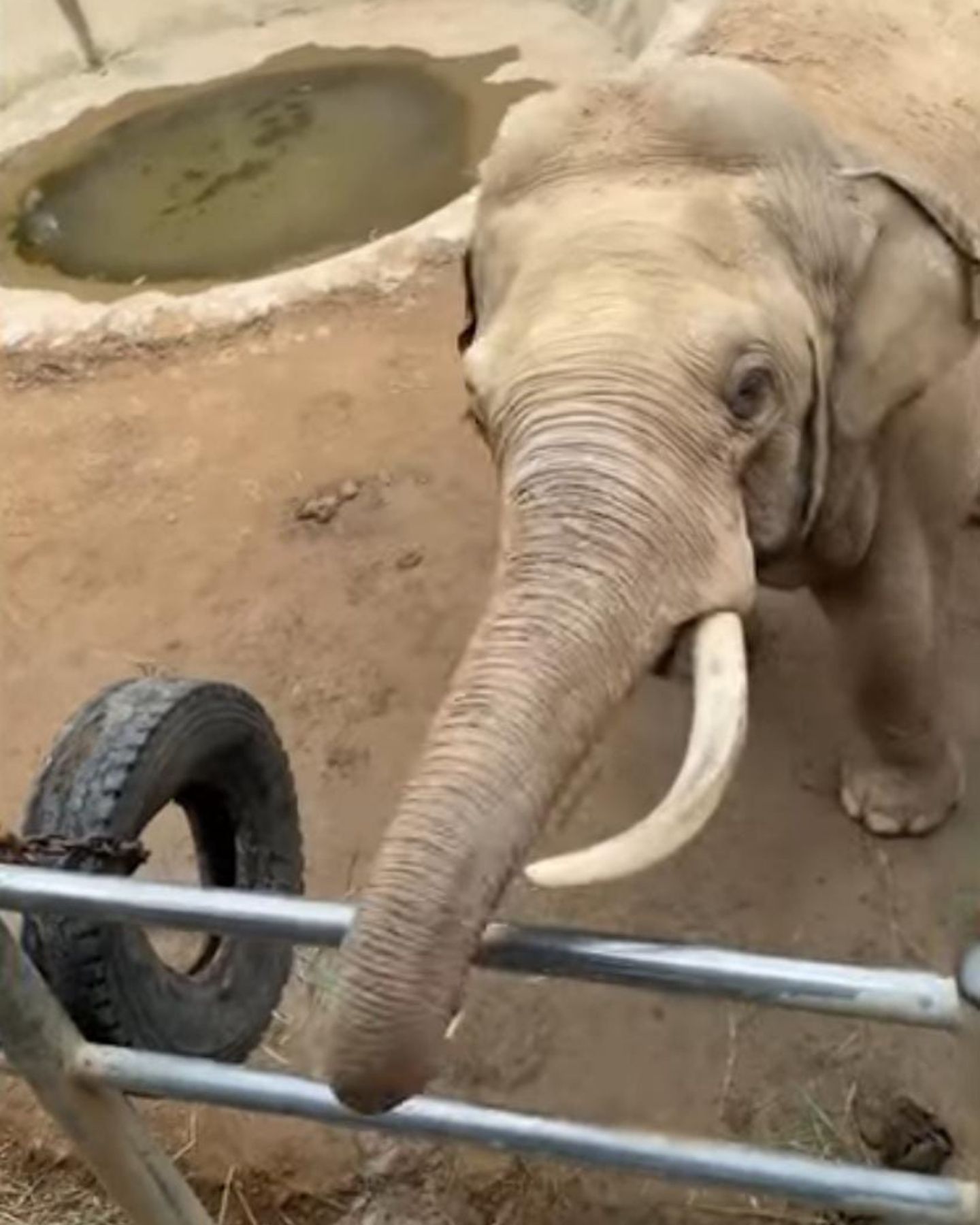 big elephant in a zoo