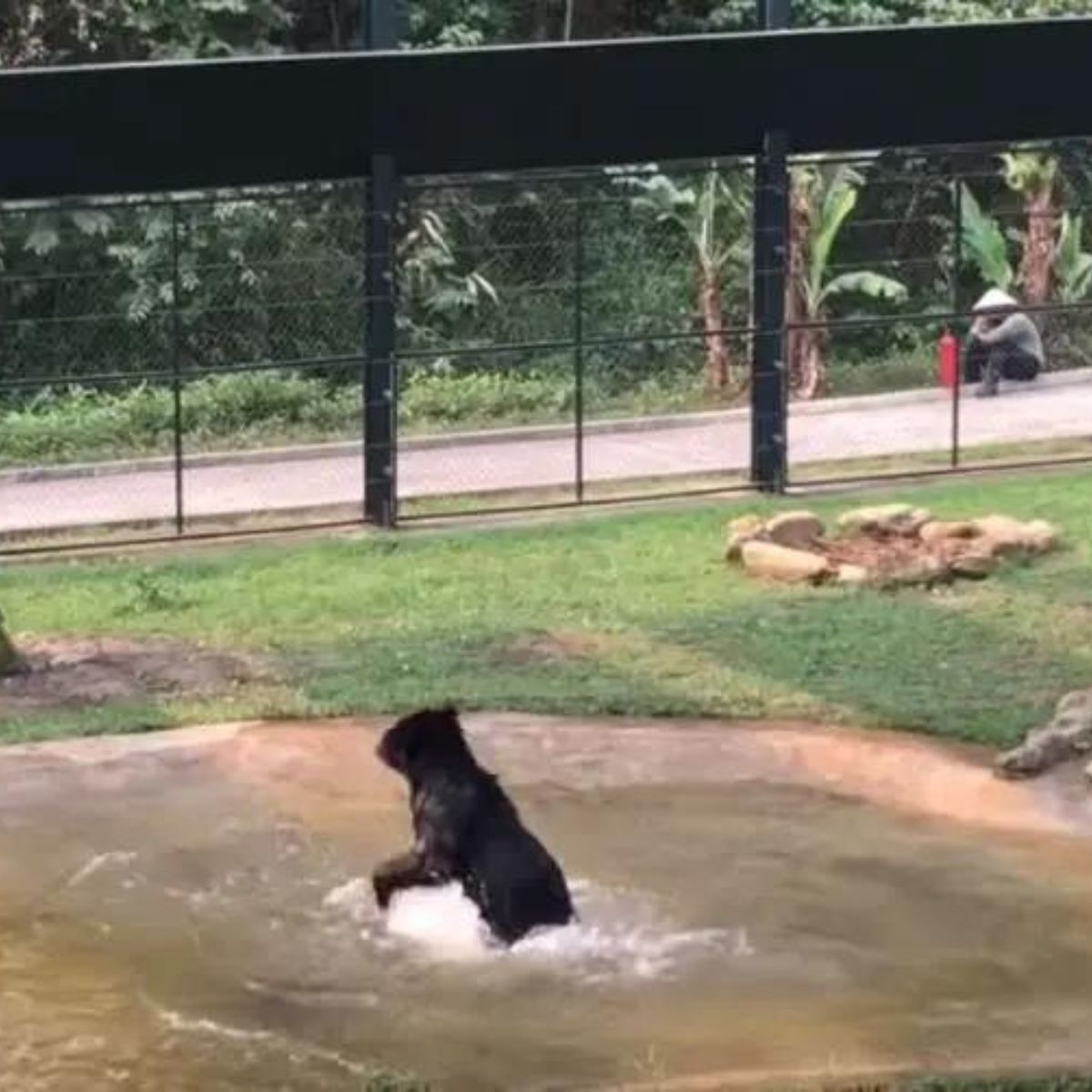 black bear enjoying swimming