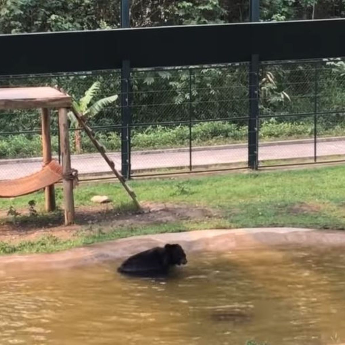 black bear swimming