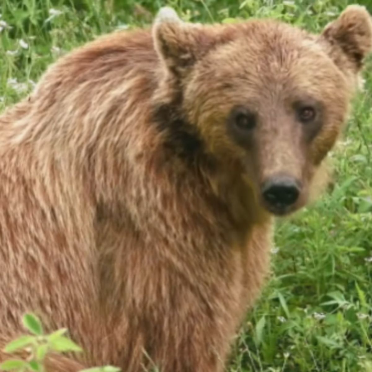 brown groal bear