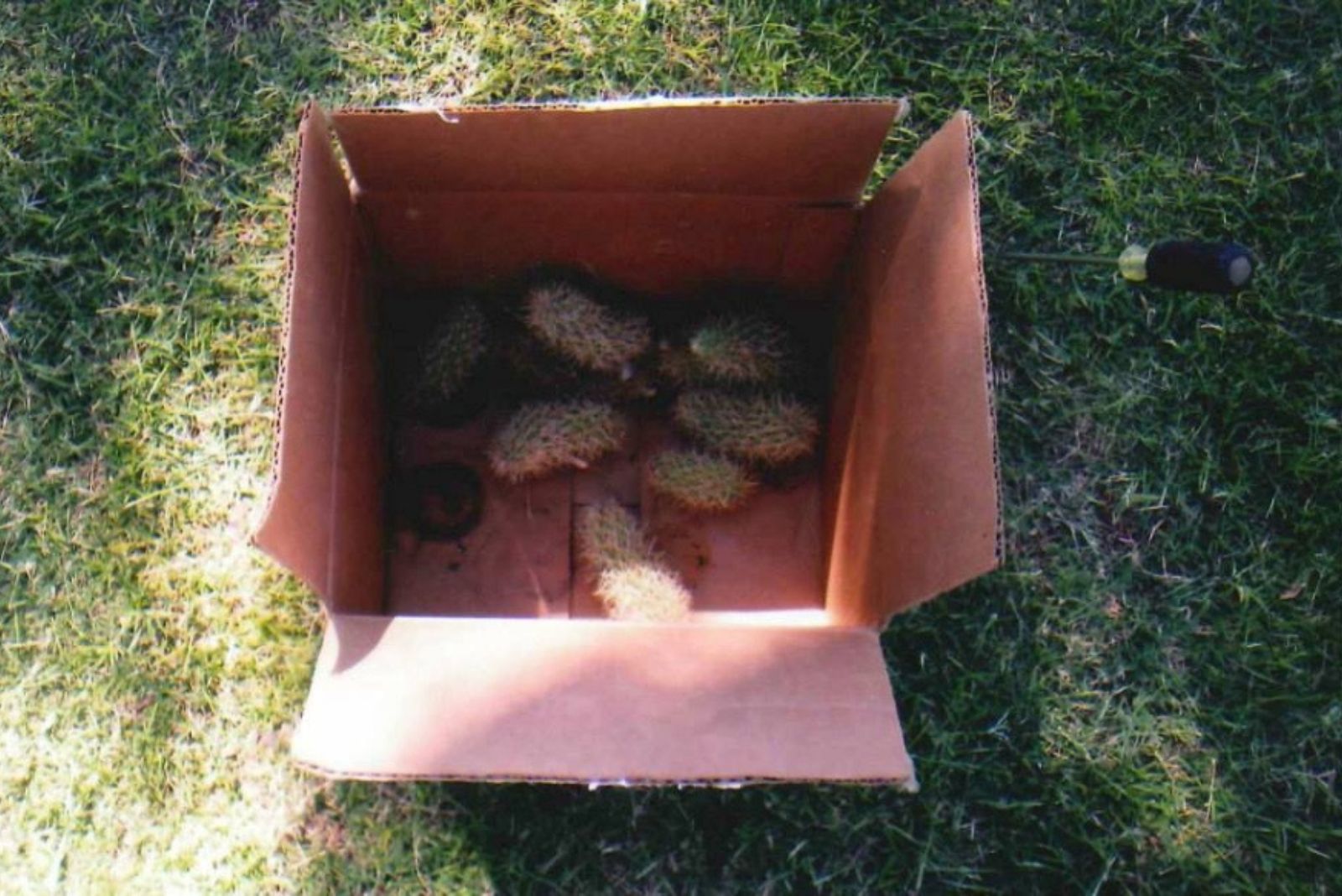 cactus in a box