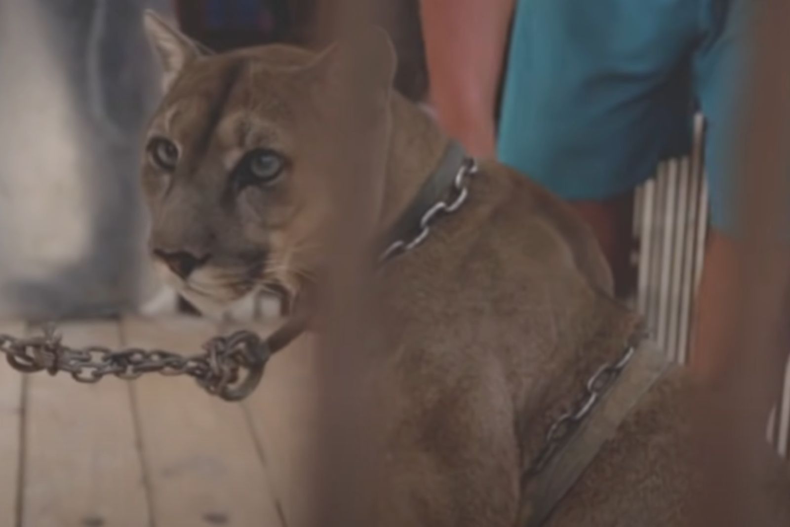 chained mountain lion