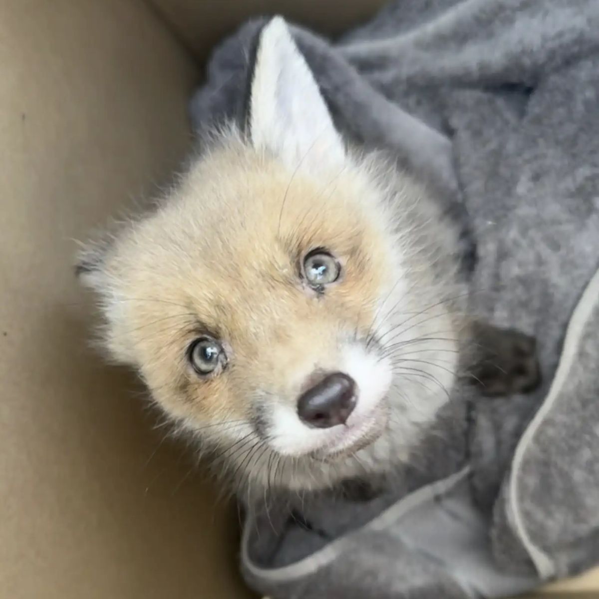 close-up photo of the baby fox