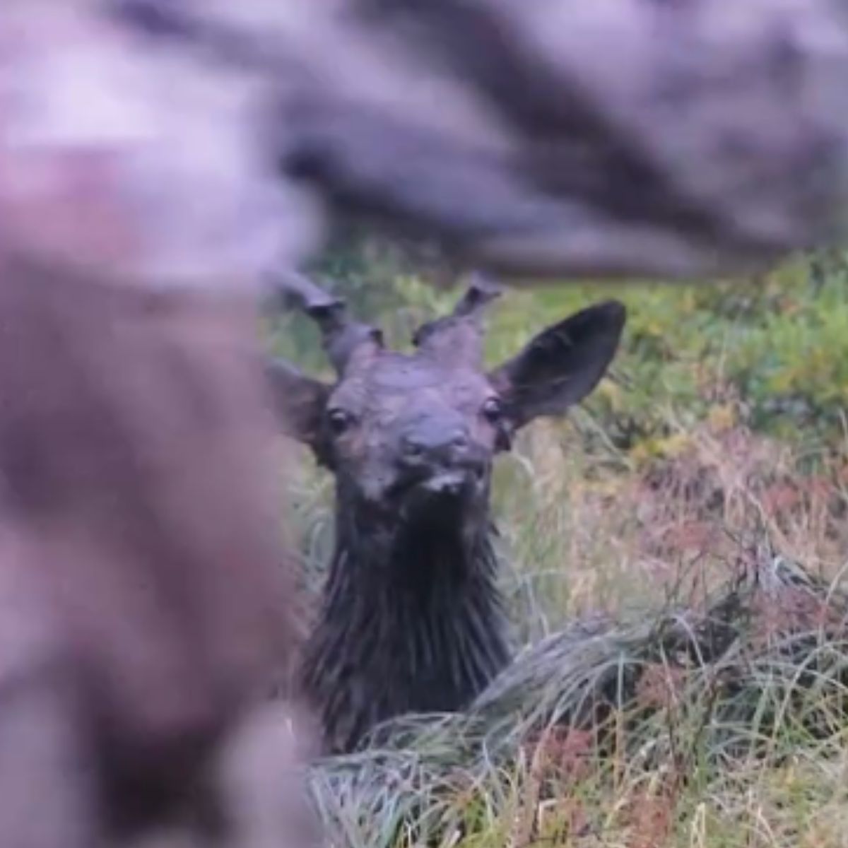 close-up photo of the elk