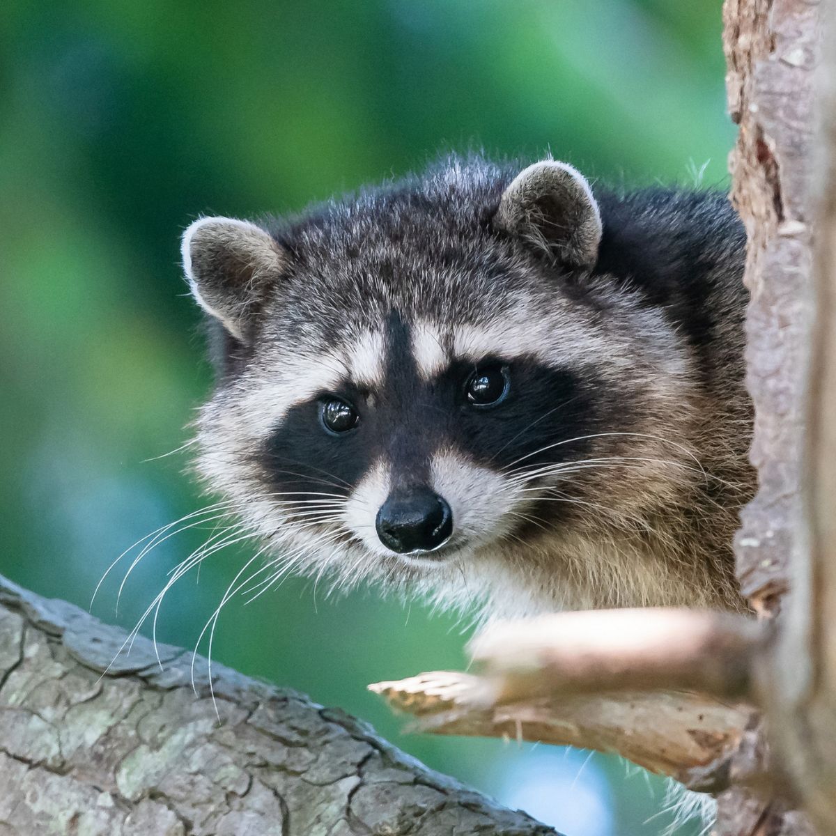 close-up photo of the raccoon