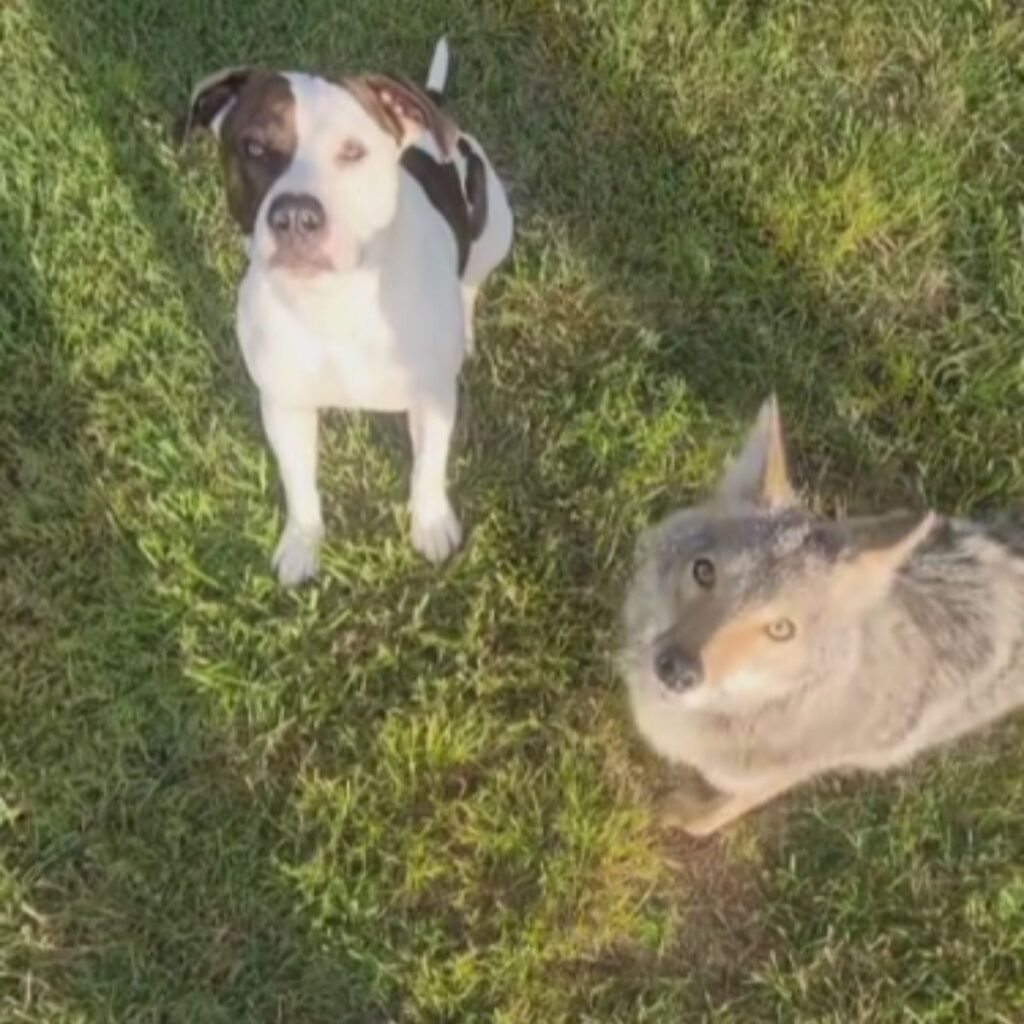 coyote and dog