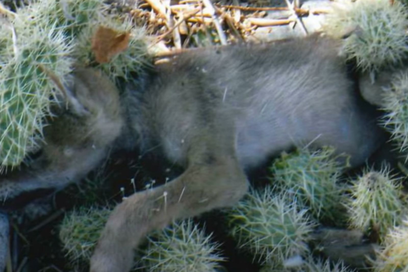 coyote in cactus