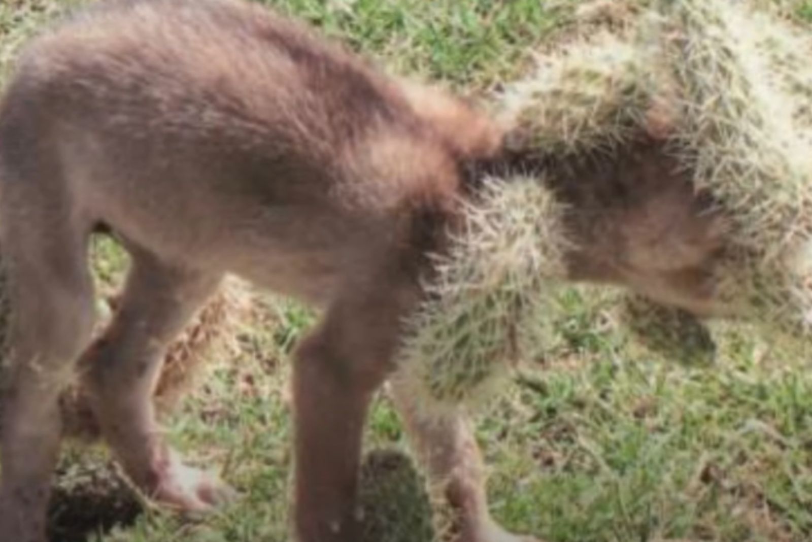 coyote pup in cactus