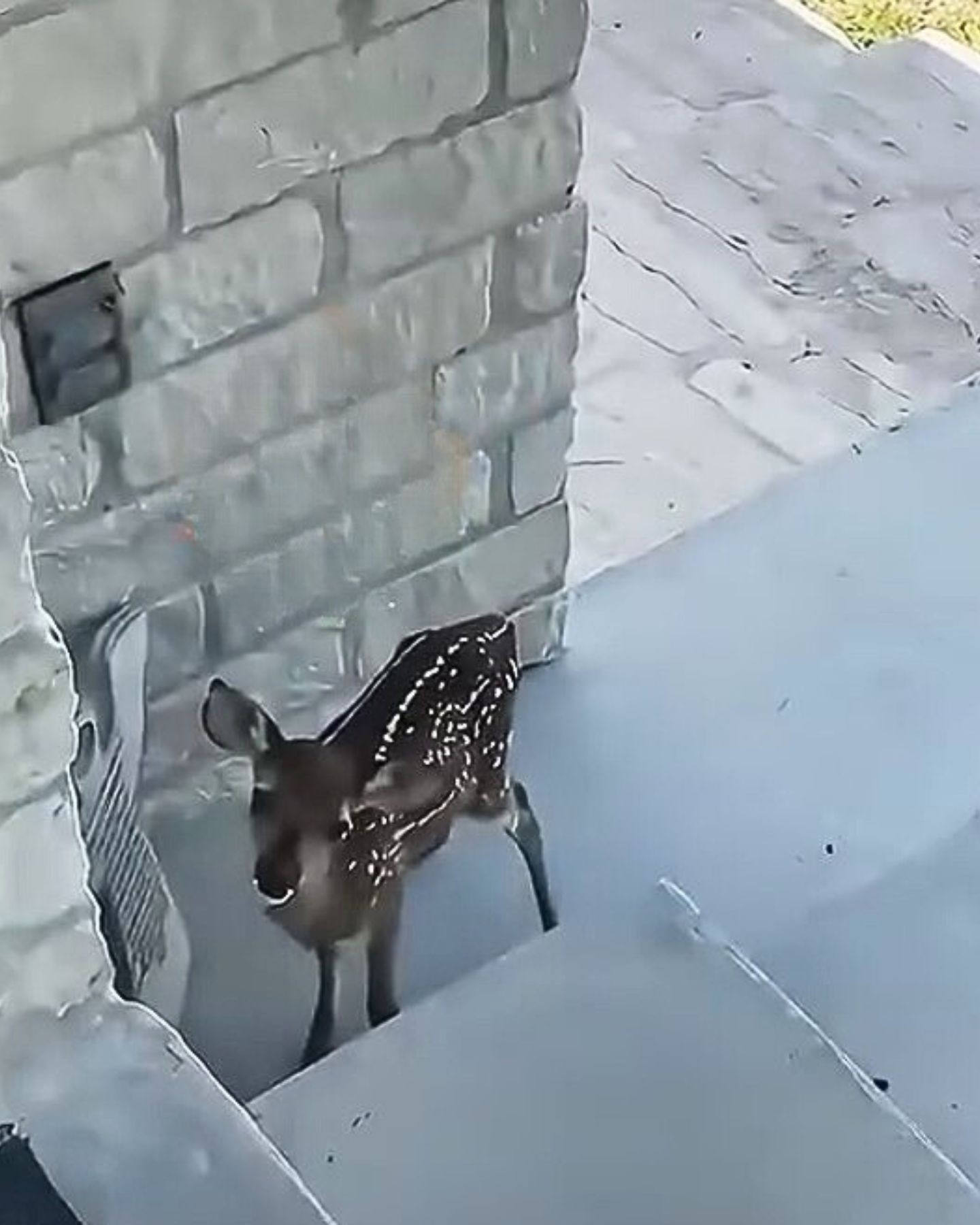 cute baby deer in front of the house