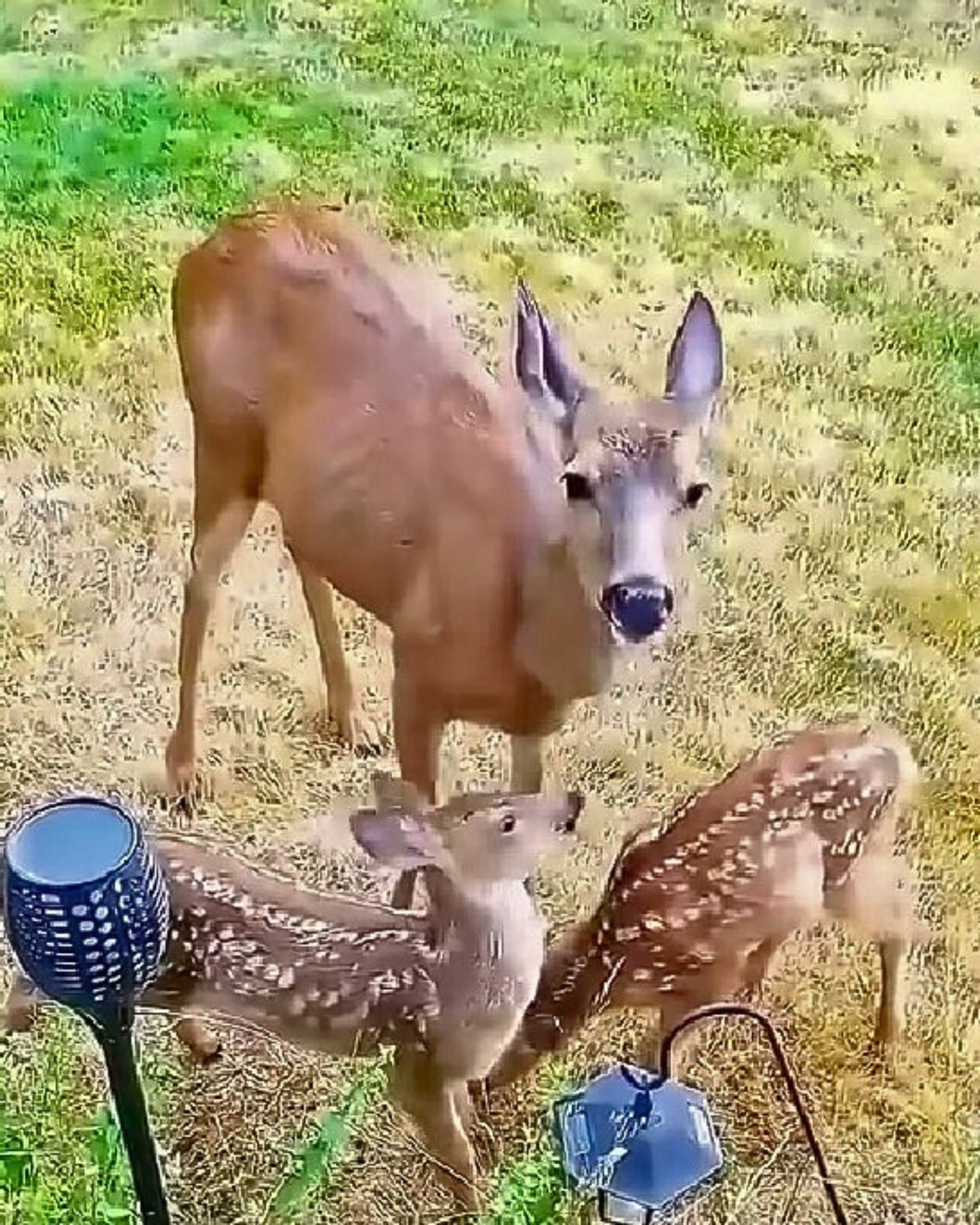 deer and baby deer