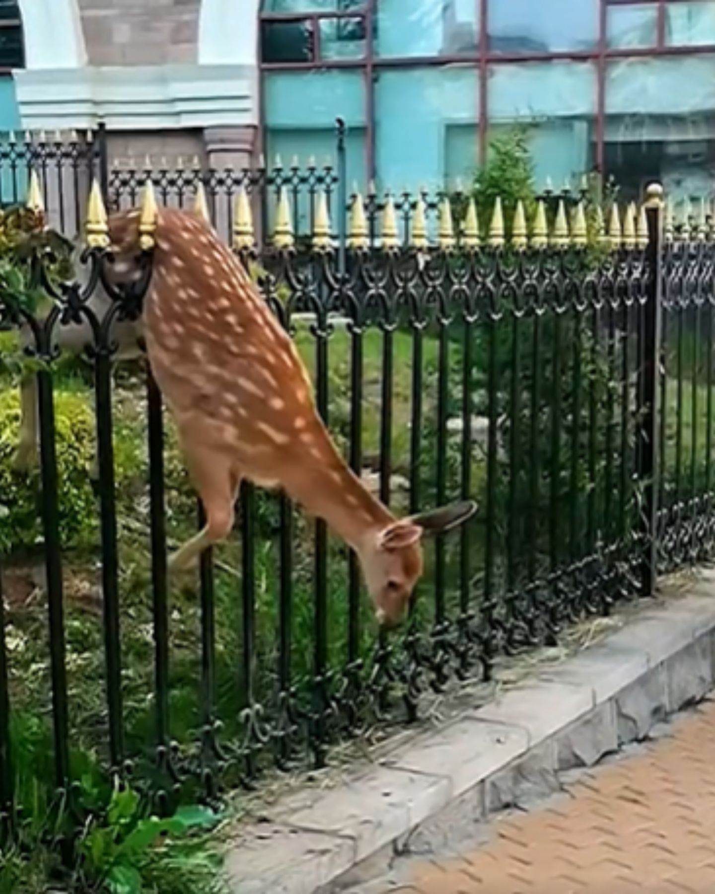 deer stuck on fence