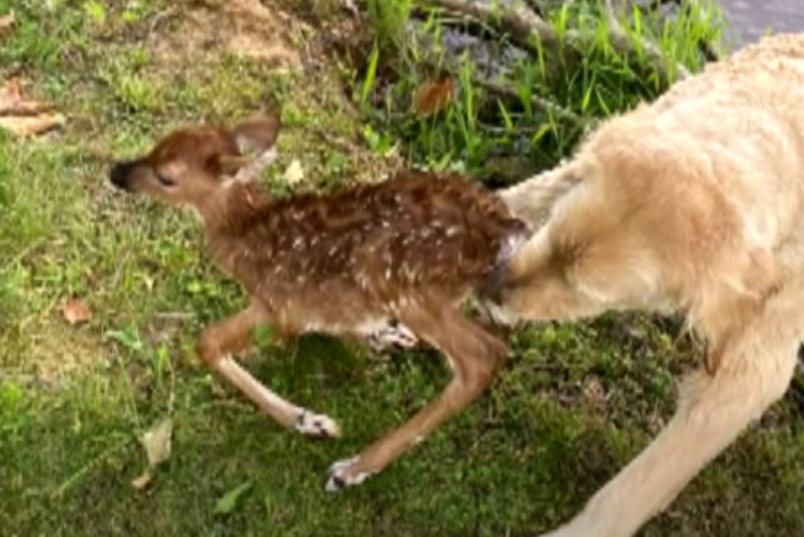 dog and baby deer