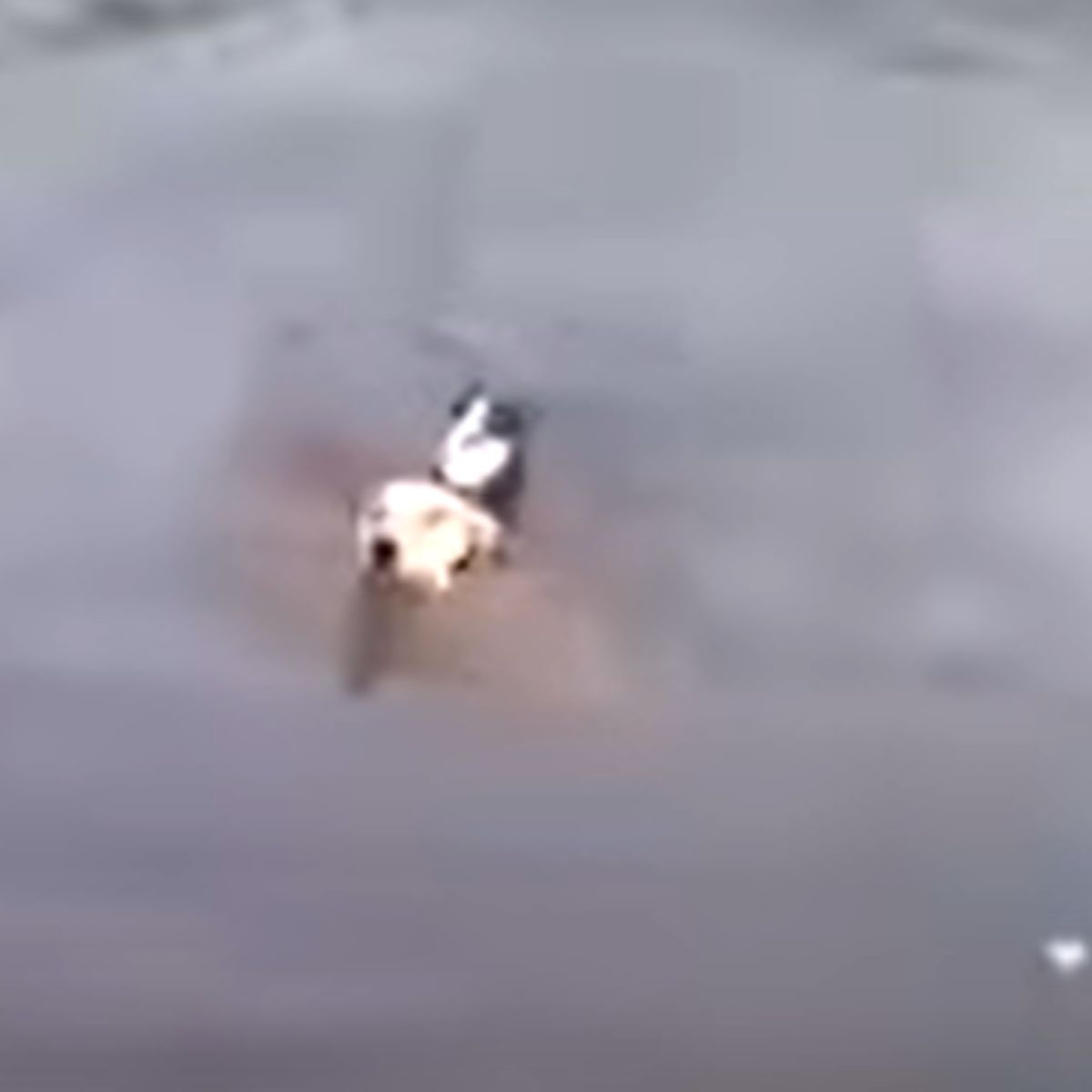 dog helping drowning cat