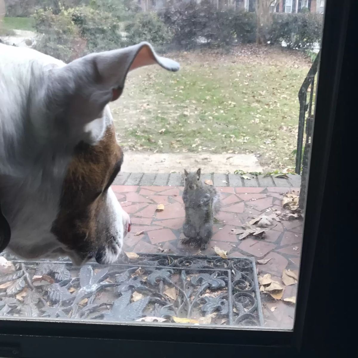 dog looking at the squirrel through window