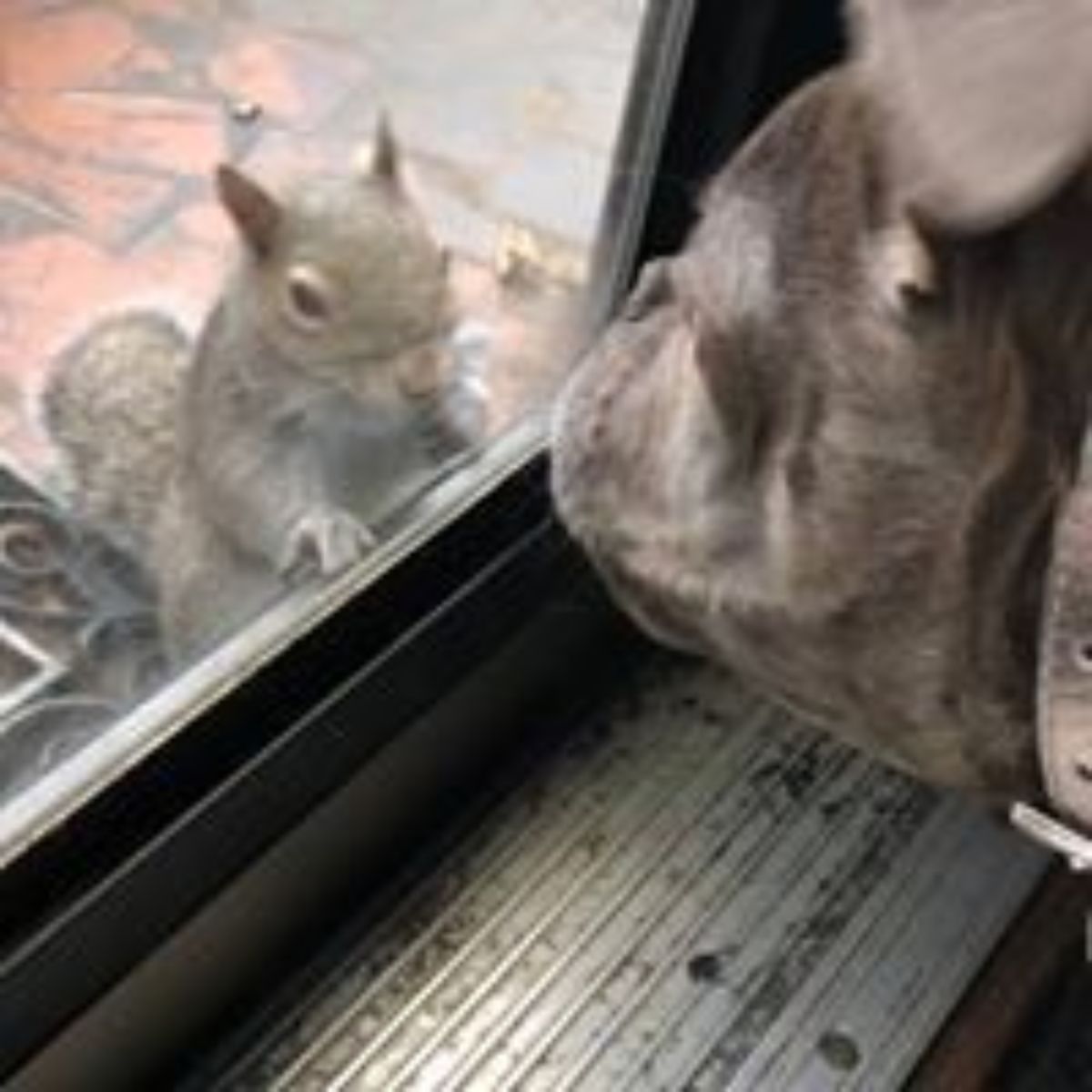 dog looking at the squirrel