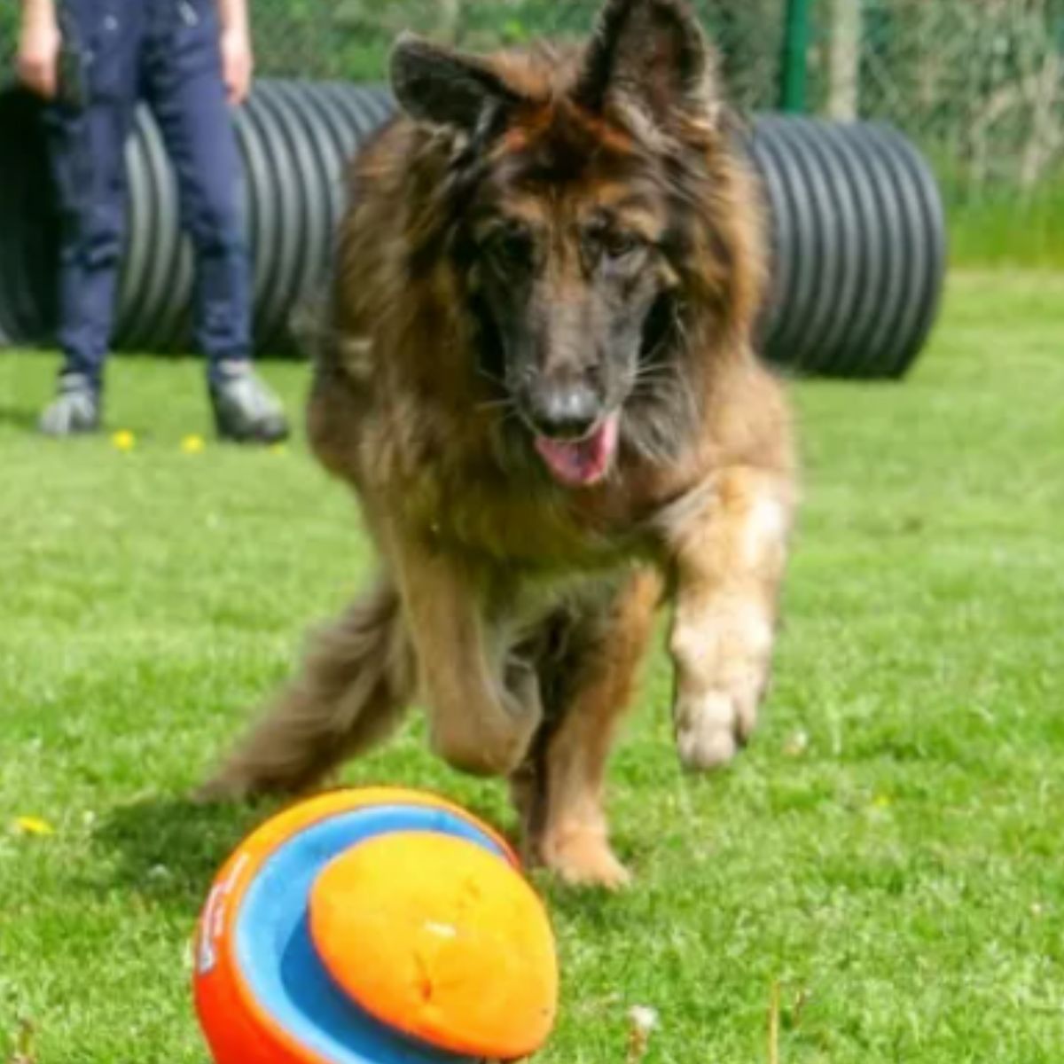 dog playing with a ball