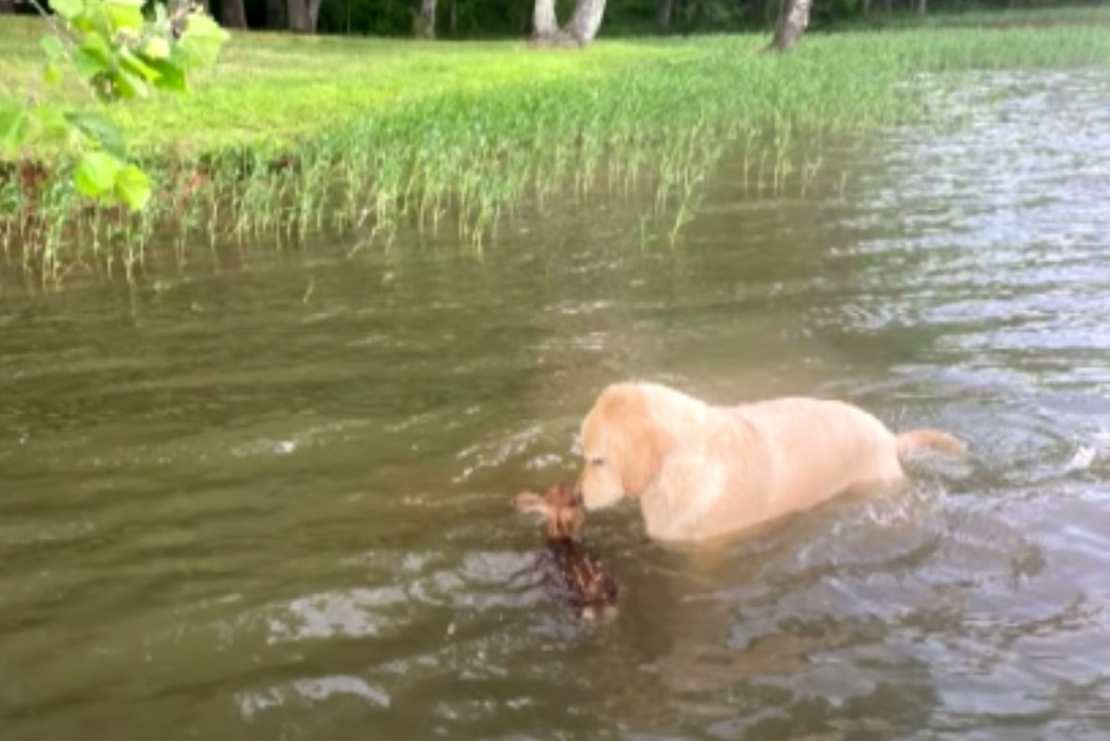 dog saving a baby deer