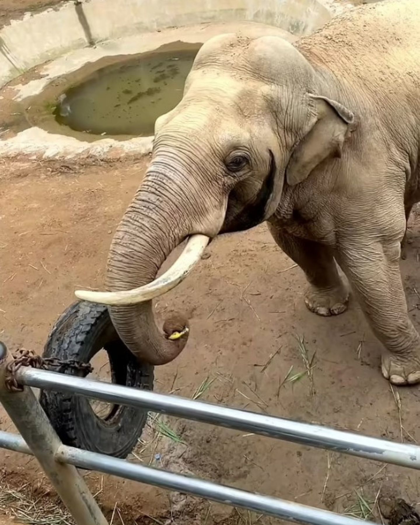 elephant in a zoo