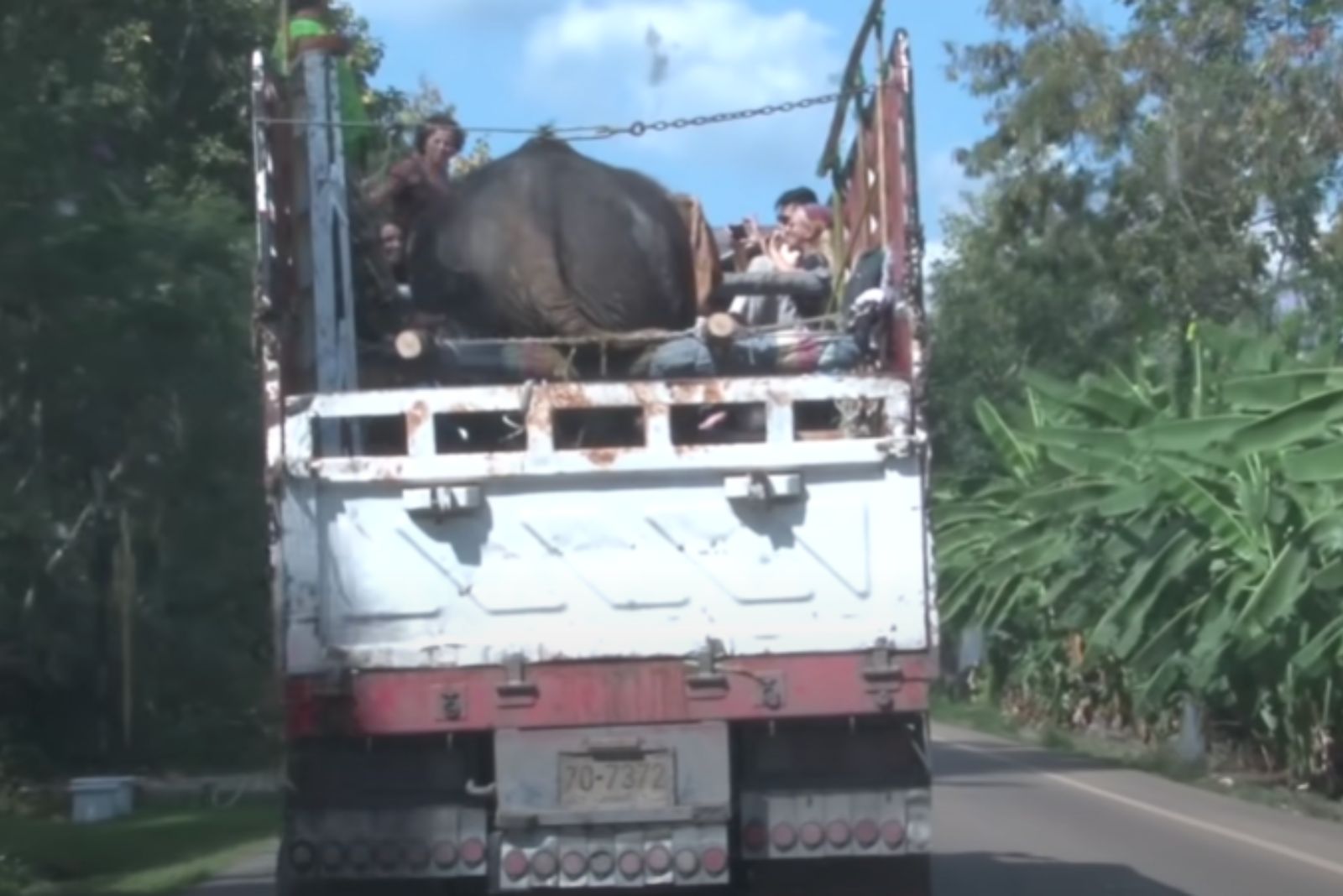 elephant on a truck