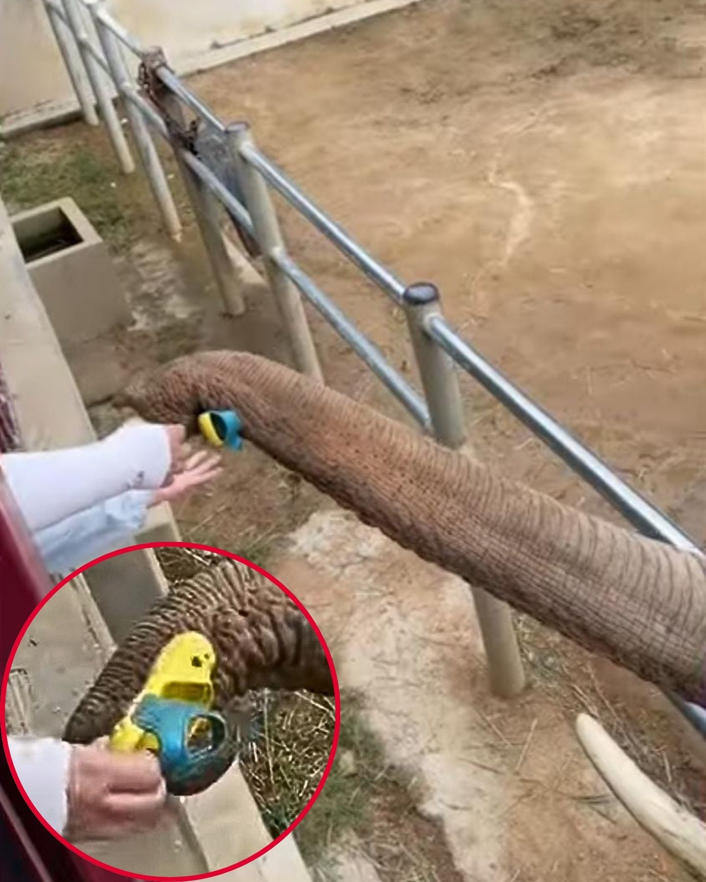 elephant returning shoe