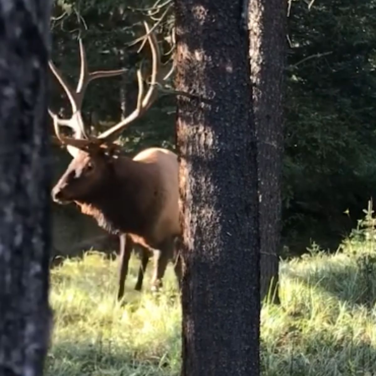 elk in the woods