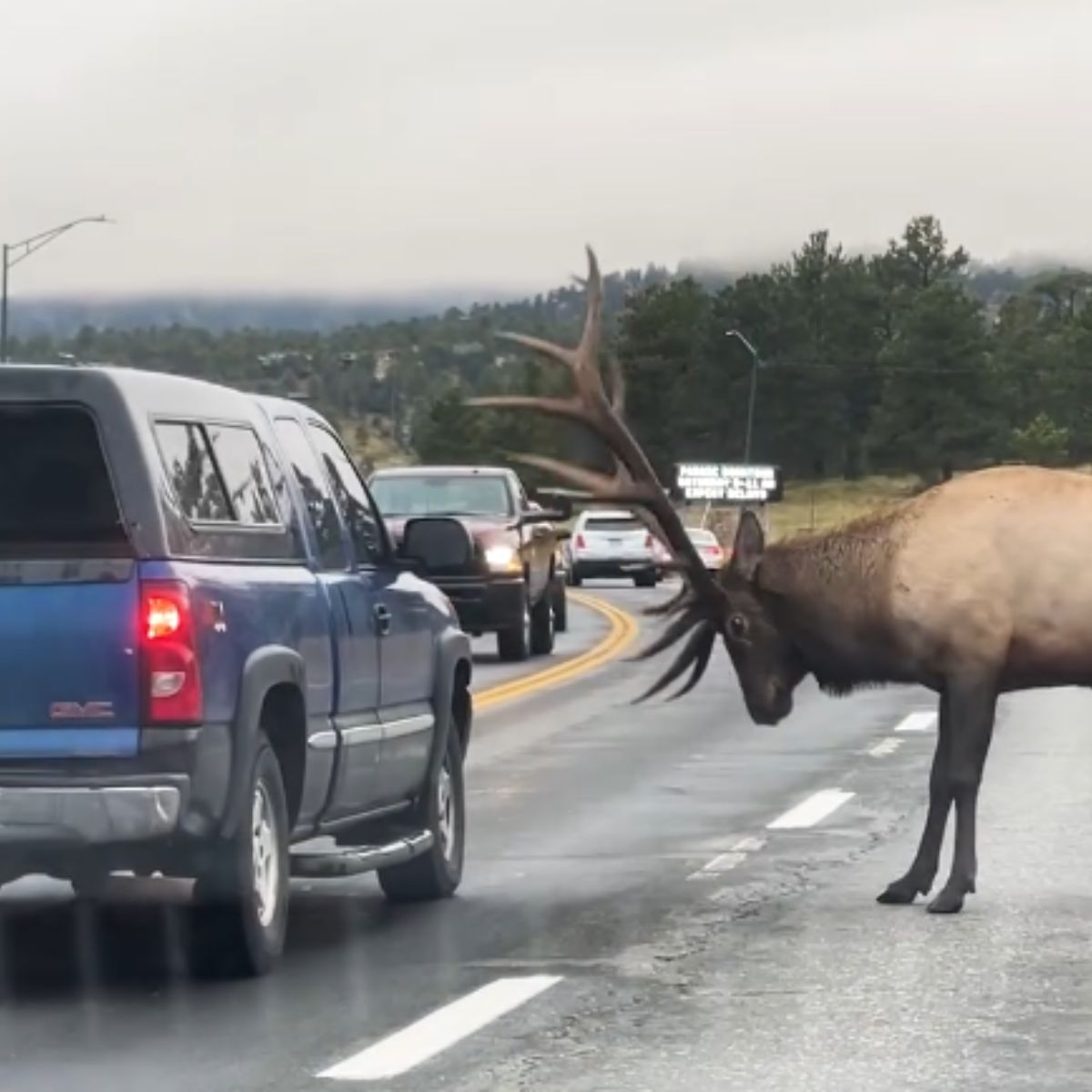 elk next to a car