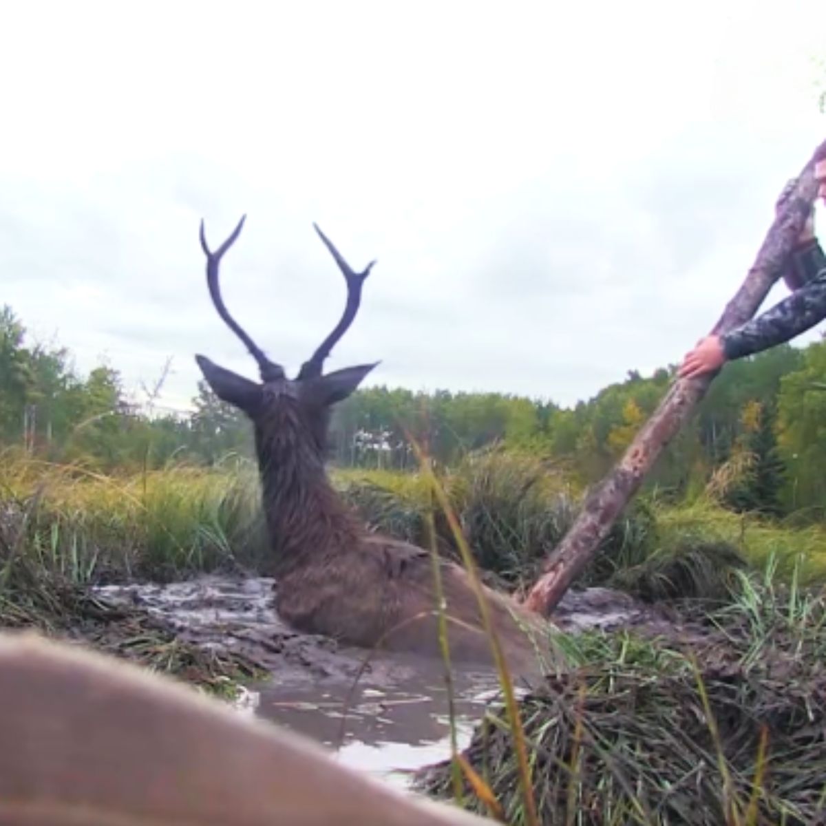 elk stuck in mud