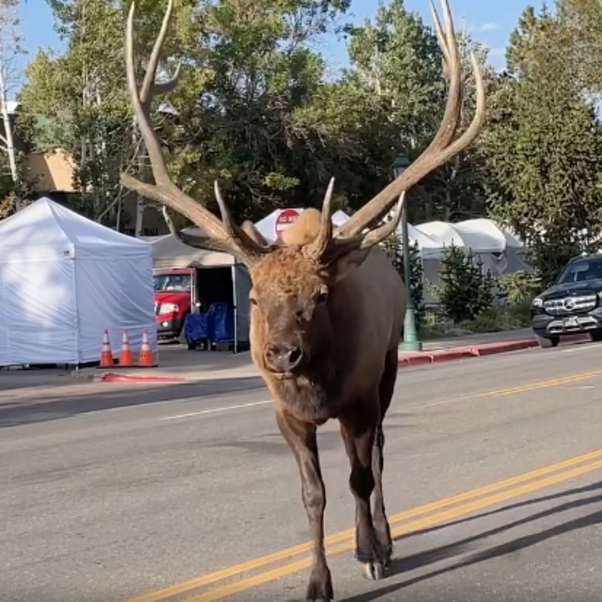 elk walking on the road