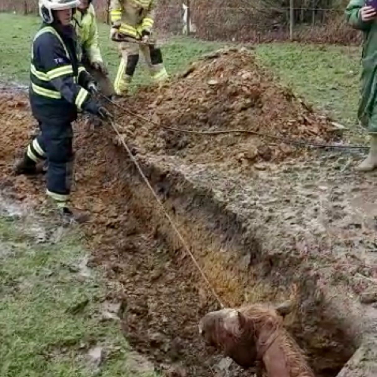 firefighters rescuing the trapped horse