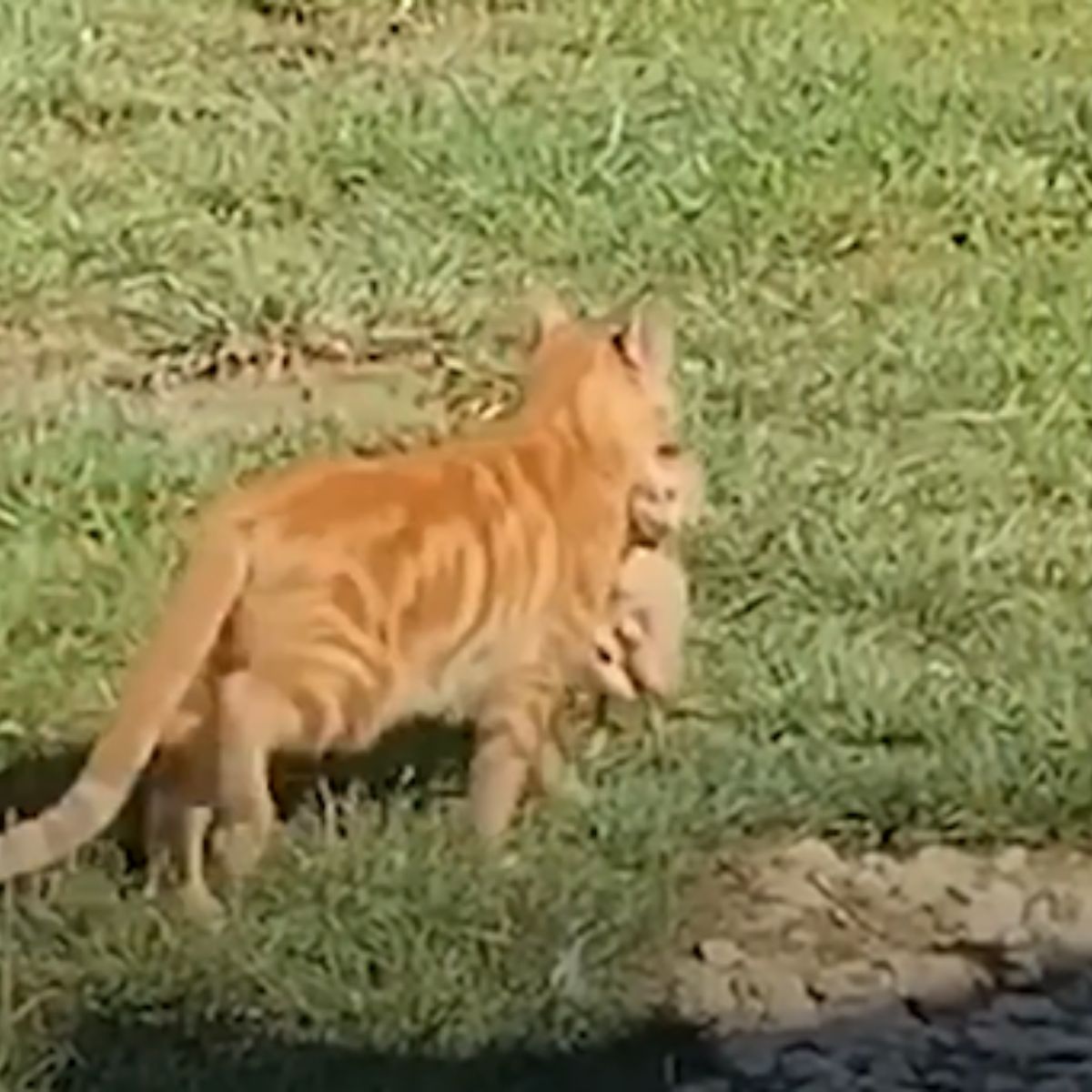 ginger cat and kittens outside