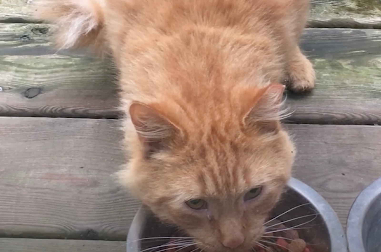 ginger cat eating