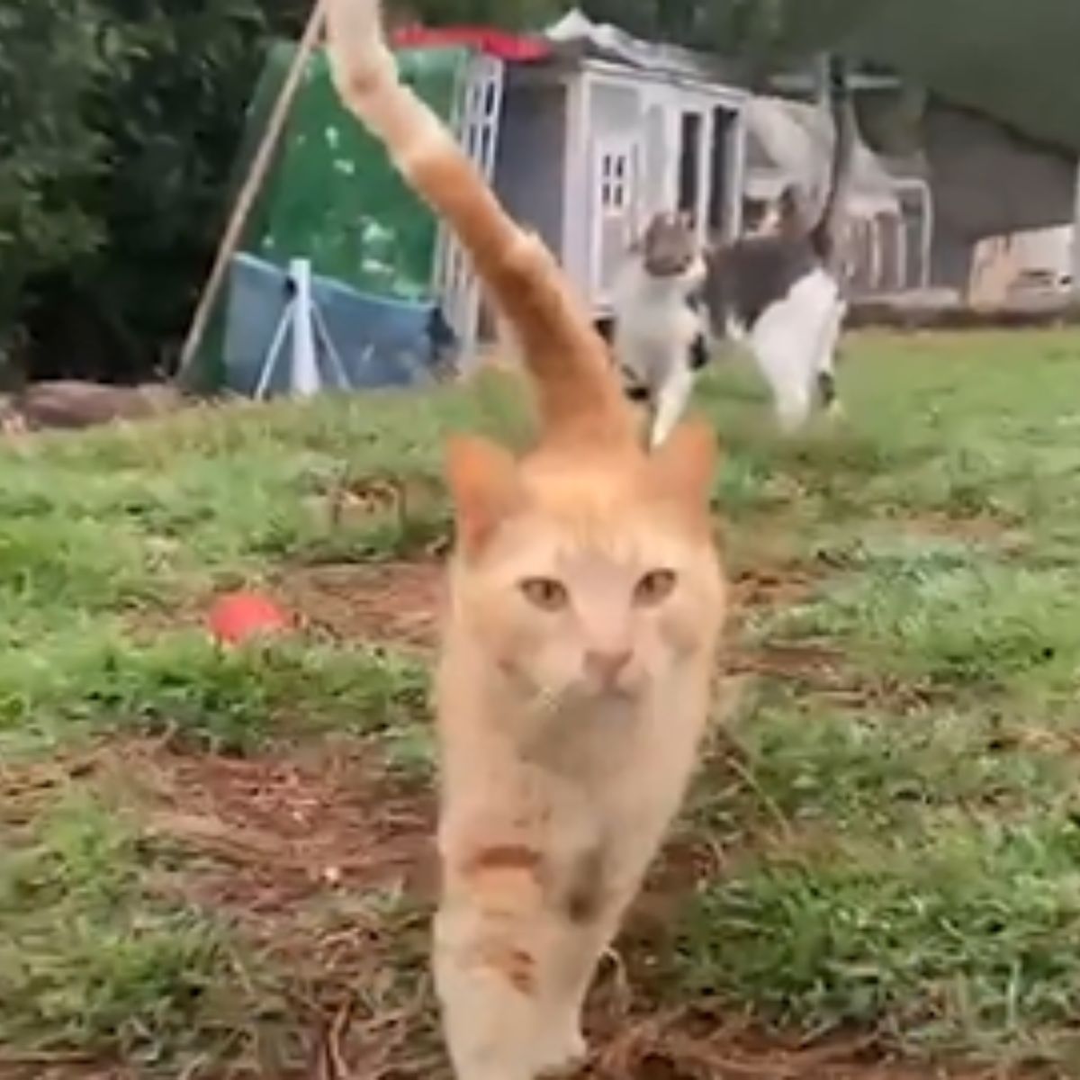 ginger cat walking outside