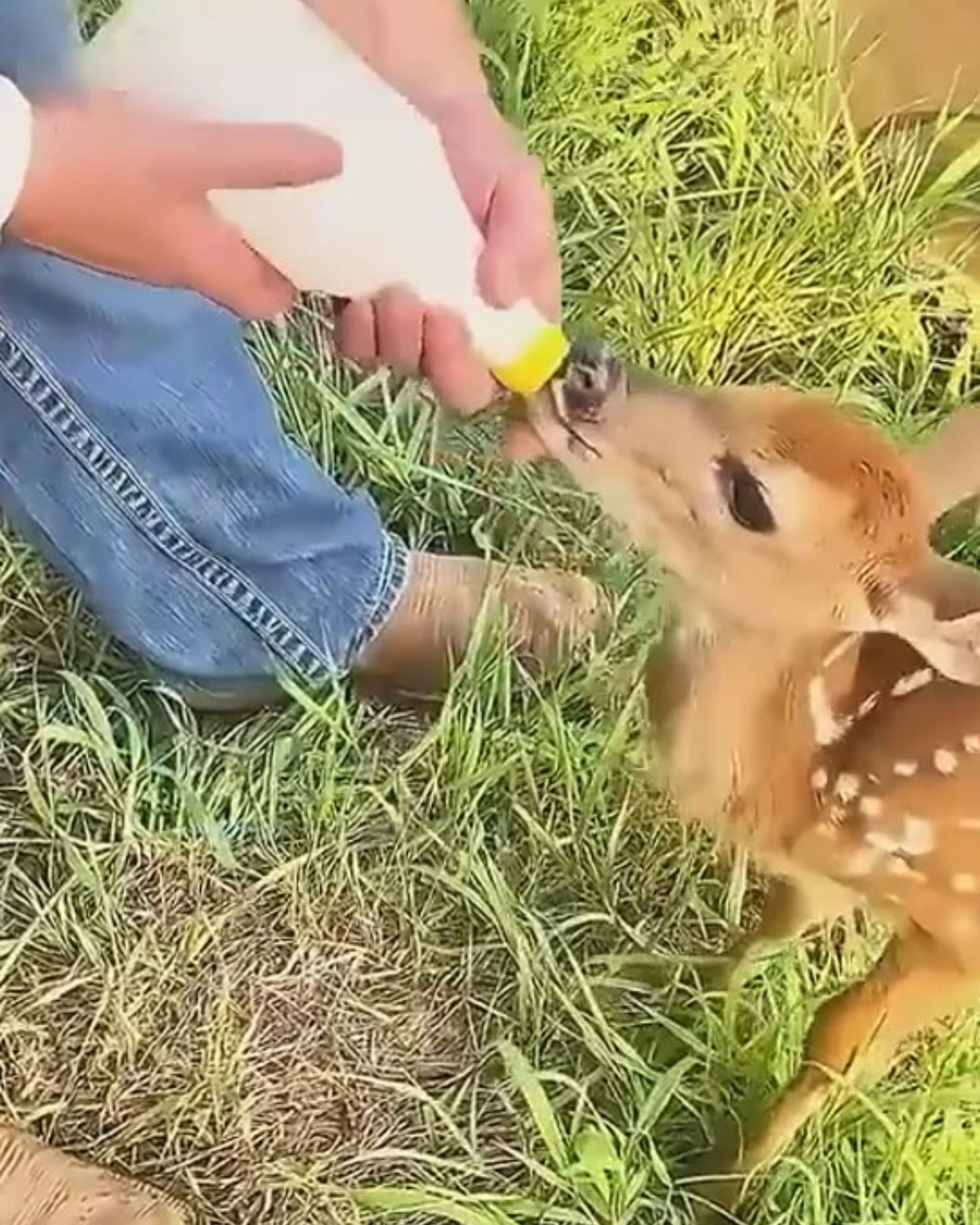 guy feeding a baby deer