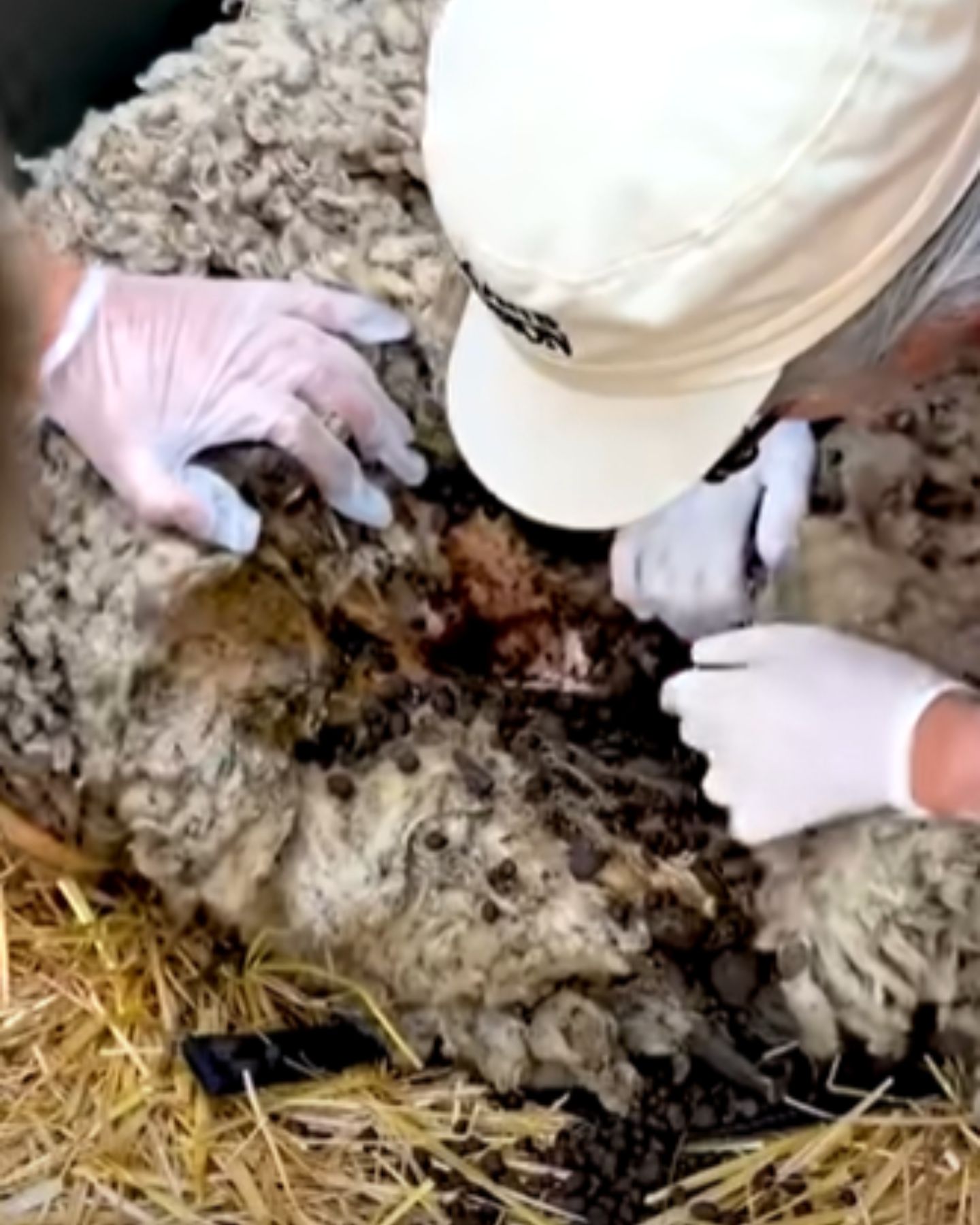 guy helping a sheep