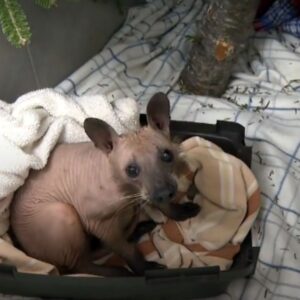 Rescuers Puzzled By A Hairless Animal Found In A Backyard And You Won't