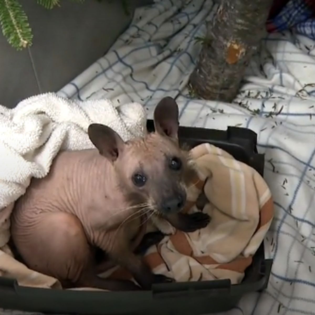 Rescuers Puzzled By A Hairless Animal Found In A Backyard And You Won t Rescuers Puzzled By A Hairless Animal Found In A Backyard And You Won t