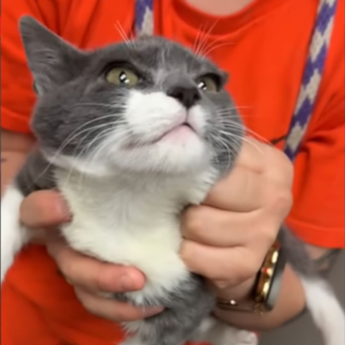 hands petting the kitten