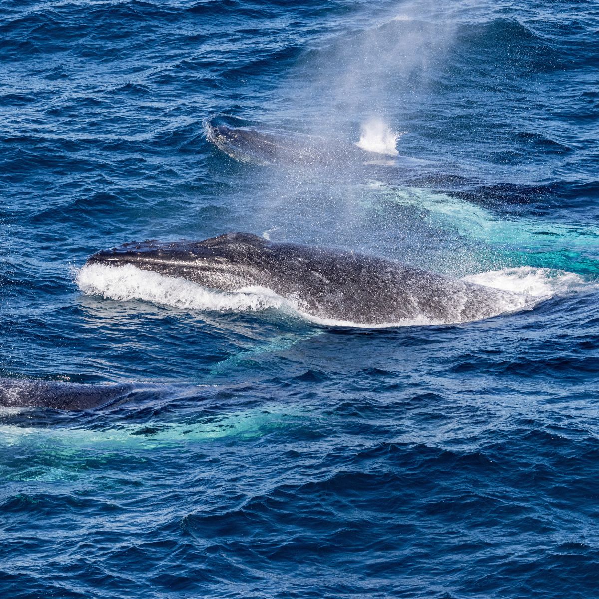 humpback whale in the ocean