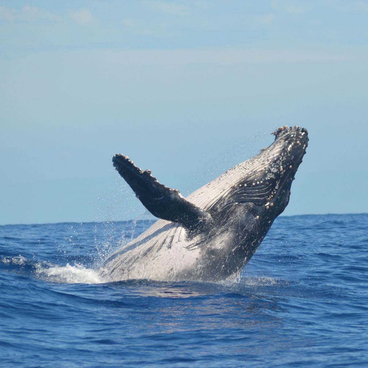 humpback whale splashing on surface