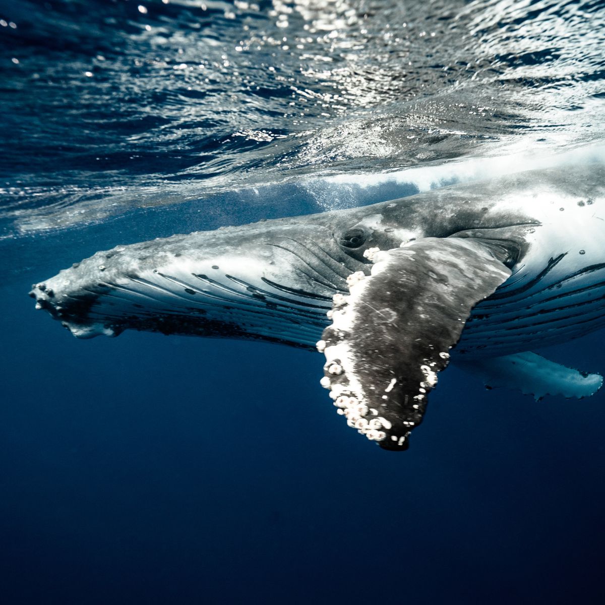 humpback whale underwater