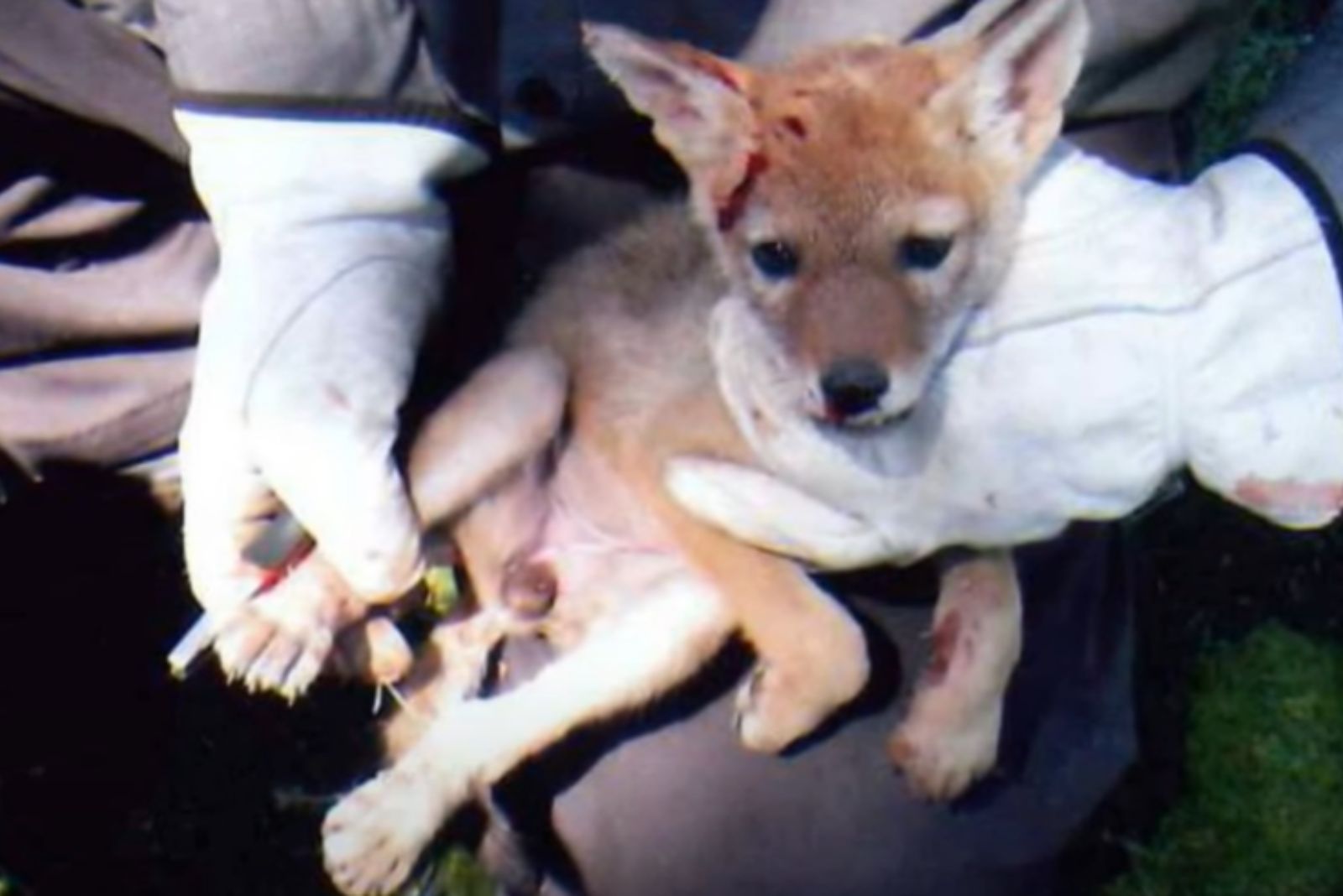 injured coyote pup